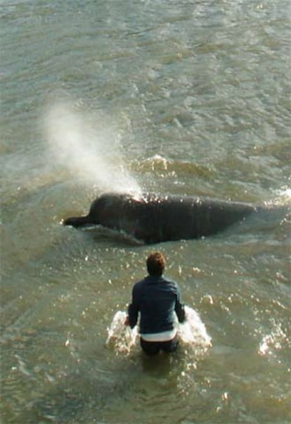 Un hombre intenta alejar a la ballena de la orilla del río.