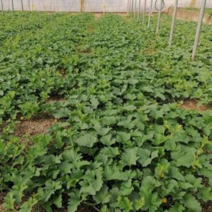 Cultivo de melón en Almería después de recibir el abono de algas marinas.