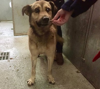 'Nicolás' llega al albergue tras pasar por el veterinario.