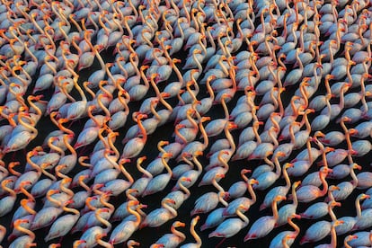 'Solidarity', de Mehdi Mohebipour. Los flamencos duermen acurrucados por la noche para protegerse y permanecen también unidos durante el día. En esta multitud de cuerpos destacan los matices de color del plumaje y los reflejos de la luz. Así es como los ha fotografiado Mehdi Mohebipour, en una instantánea que le ha granjeado el premio a la mejor fotografía en el apartado de Vida Salvaje.