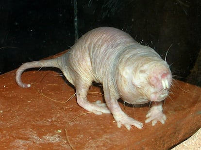 La rata topo desnuda vive en torno a 30 años, 10 veces más que animales de su misma especie como el ratón casero. Algo así como si un ser humano viviera 1.000 años.