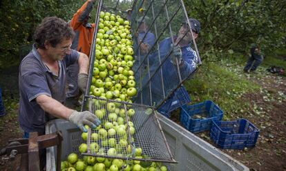 Recogida de manzanas este octubre en Tolosa (Gipuzkoa), este noviembre.
