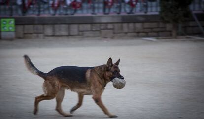 Un perro juega con una pelota en un espacio público de Barcelona.