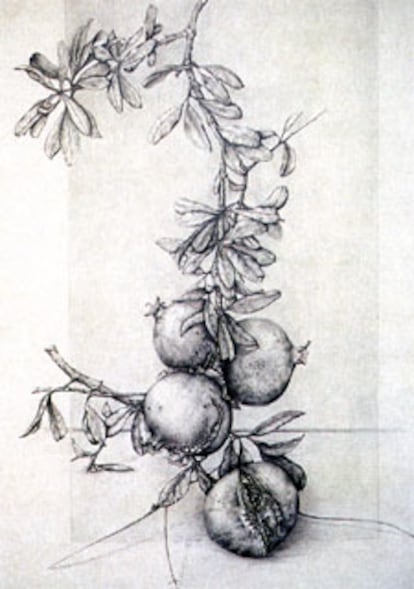 <i>Punica granatum,</i> lápiz sobre papel de Marta Chirino Argenta.