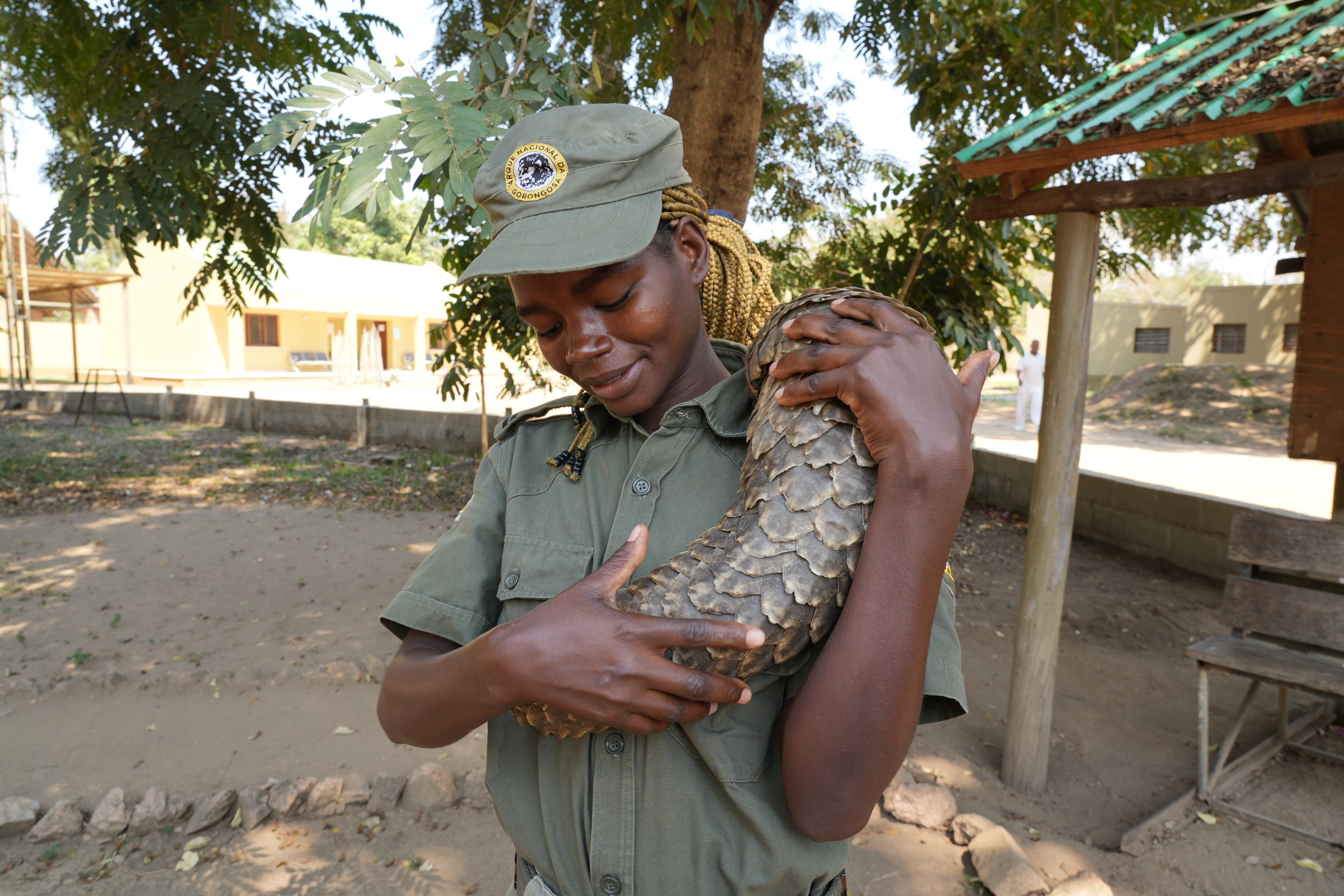 Emilia Jacinto Augusto, guarda forestal en el Parque Nacional de Gorongosa, acaricia a un pangolín rescatado.