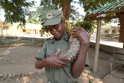 Emilia Jacinto Augusto, a ranger in Gorongosa National Park, pets a rescued pangolin.