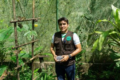 Alfredo Segura Nuñez se encarga del mantenimiento del mariposario y la cría de las mariposas. Algunos animales se alimentan de sus larvas. Así, para que sigan con su dieta natural el centro tiene que criarlas.