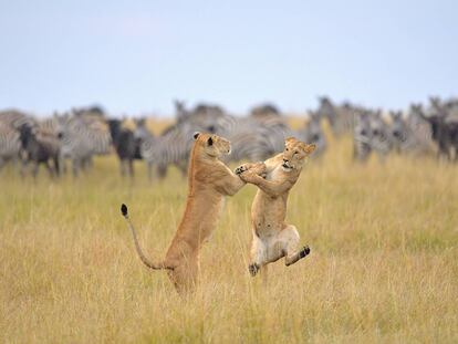 ‘The Comedy Wildlife’: el premio a la fotografía más divertida