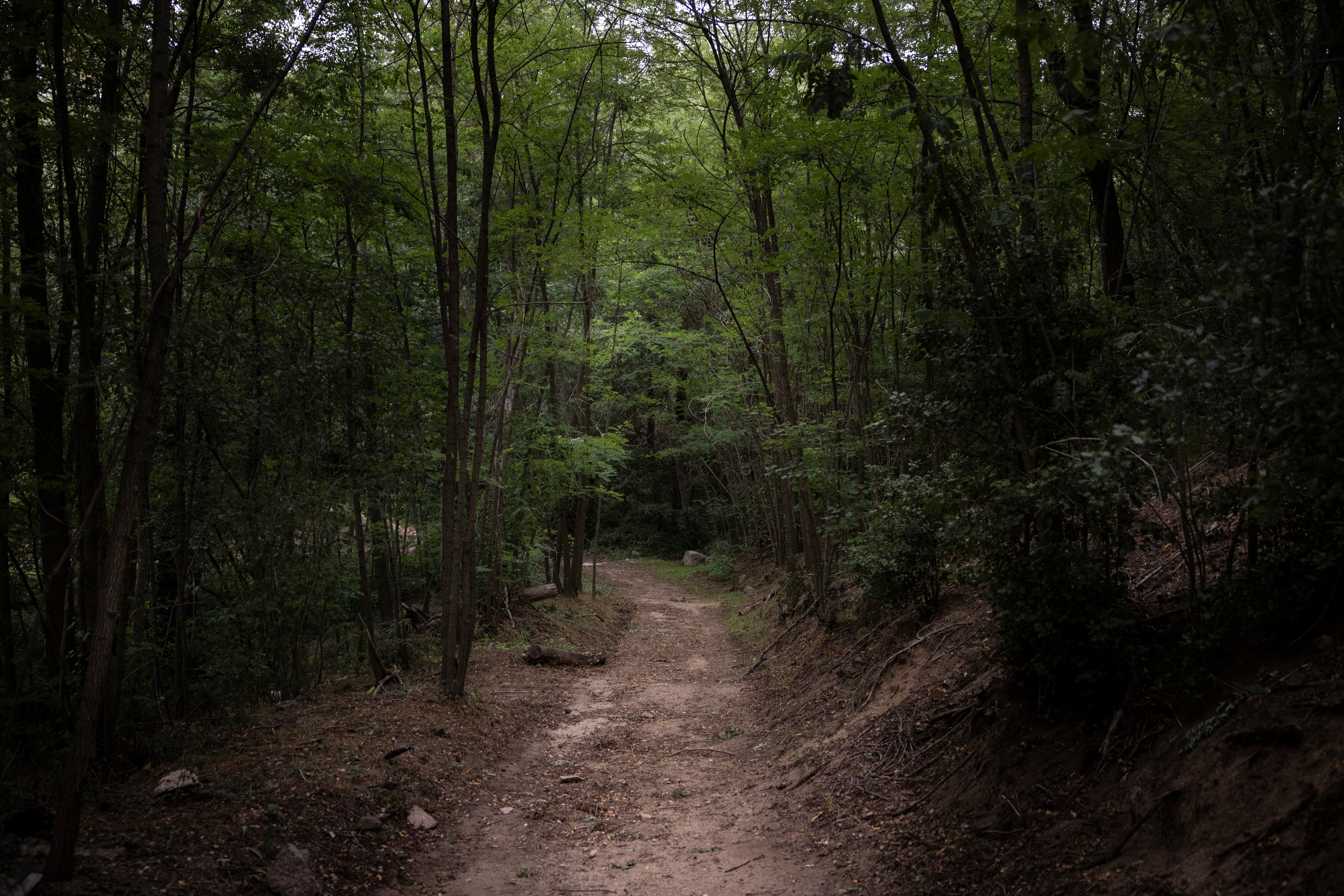 Bosque en Viladrau. 