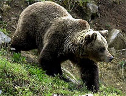 Uno de los osos pardos que sobreviven en las monta?as de Asturias.