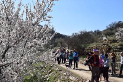 Una de las Rutas del Almendro en Flor que se organizn anualmente en la comarca de Filabres-Alhamilla (Almería).