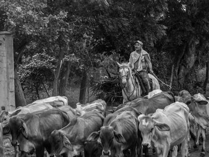 Ganadero a caballo guiando a sus vacas, en la comunidad de Potosí, Chinandega.