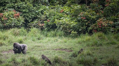 Gorilas en el Ivindo National Park, Gabon.