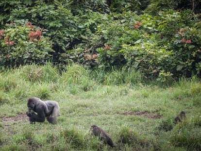 Gorilas en el Ivindo National Park, Gabon. 