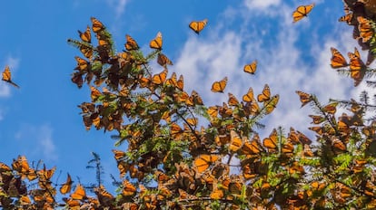 Mariposas monarca en una de las reservas de Michoacán (México).