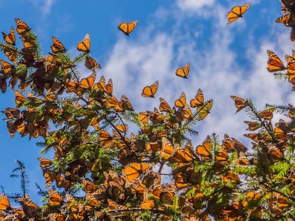 Mariposas monarca en una de las reservas de Michoacán (México).