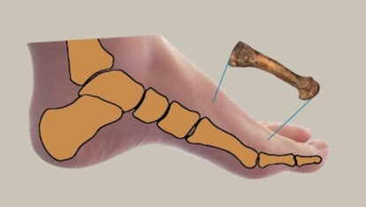 Un pie humano, arqueado, con el cuarto metatarsiano curvado, específico de los bípedos.