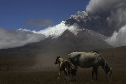 Vista del volcán Cotopaxi, que arroja ceniza y humo, desde una llanura de la comunidad indígena de El Pedregal (Ecuador).