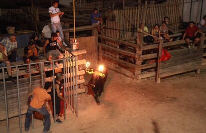 Bous embolats en Campredó, pedanía del municipio de Tortosa.