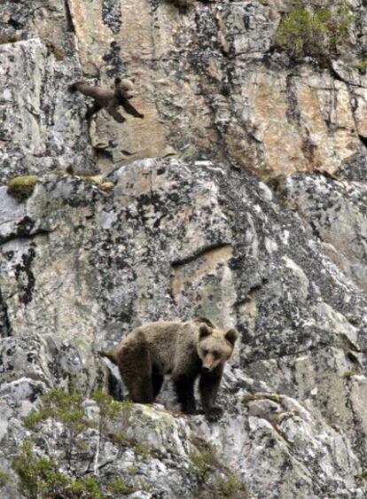 Dos osos en el Alto Sil (León), a poca distancia del límite con Asturias