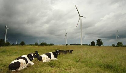 Vacas en el parque eólico de Suwałki (Polonia).