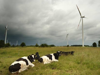 Vacas en el parque eólico de Suwałki (Polonia).