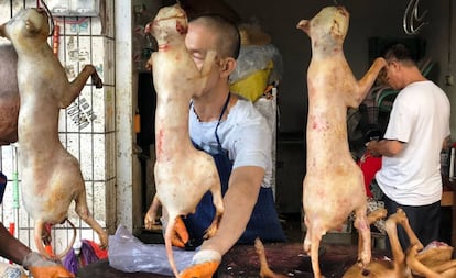 Gatos e cães à venda no mercado.