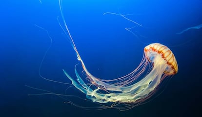 Medusa en el mar