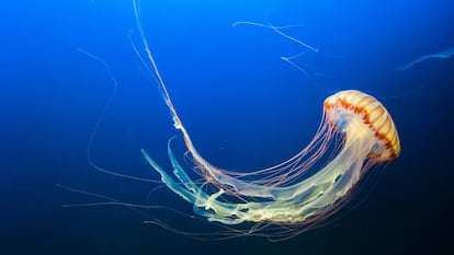 Medusa en el mar