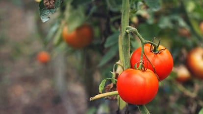 Deixe de comprar comida orgânica se quiser salvar o planeta
