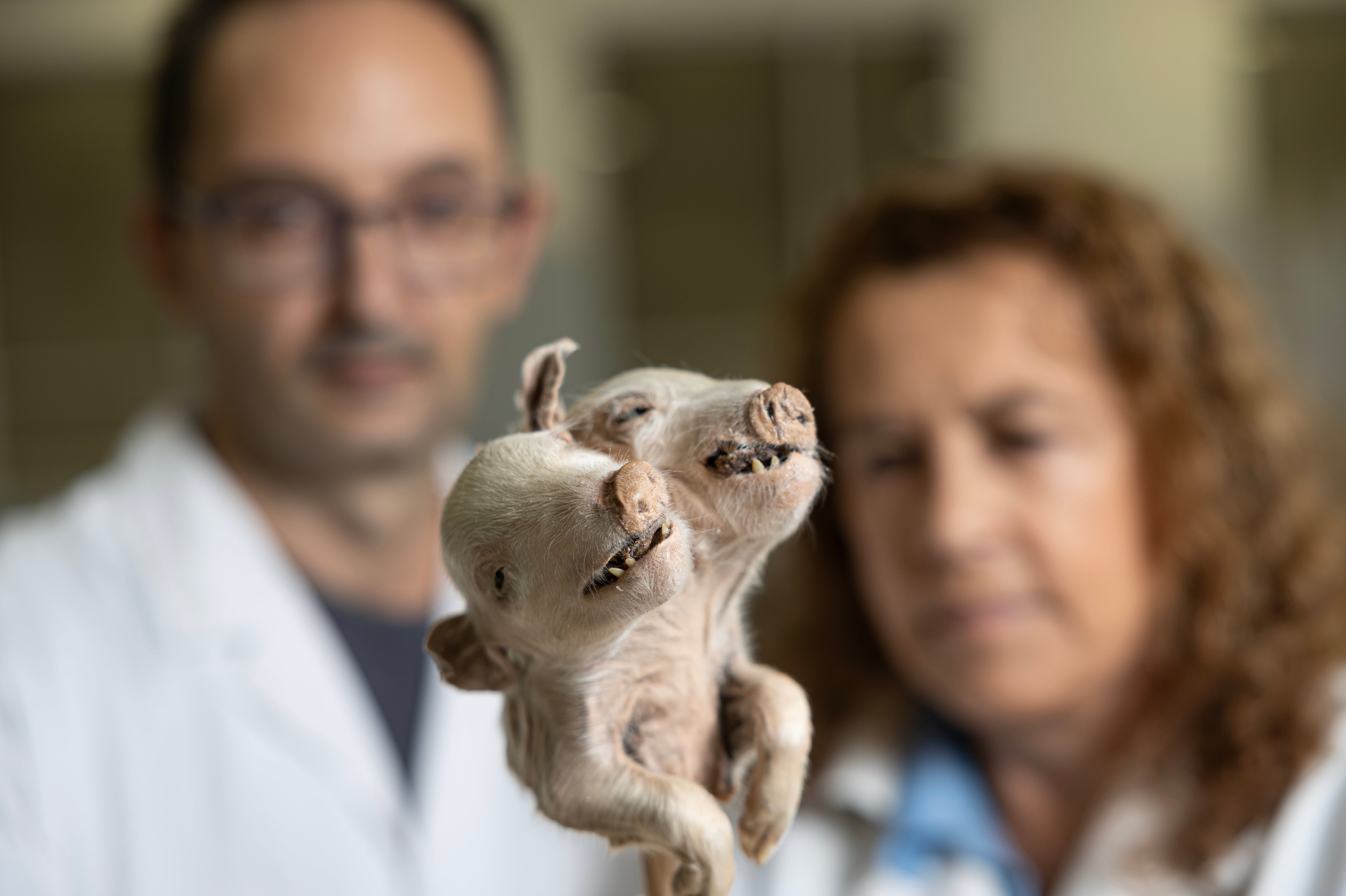 Los profesores Luis Avedillo y Nieves Martín ante un lechón con dos cabezas plastinado, en la Facultad de Veterinaria de la Complutense, en Madrid.