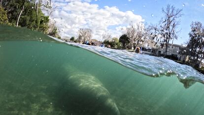 Un manatí nada en el santuario Three Sisters Springs en Florida, Estados Unidos, en enero de 2023