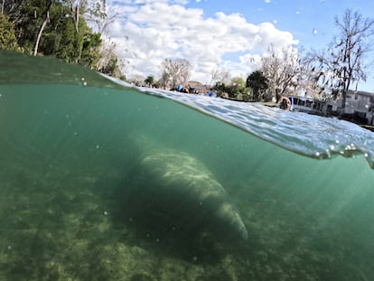 Un manatí nada en el santuario Three Sisters Springs en Florida, Estados Unidos, en enero de 2023