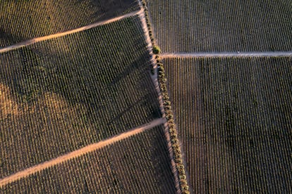 Vista aérea de viñedos en el Valle de Guadalupe, en Baja California (México).