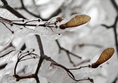 Las últimas semillas de la temporada, aún en las ramas de éste árbol, aparecen cubiertas de hielo, sorprendidas por el invierno. Alrededores de Kottes, Austria, 2 de diciembre de 2014.