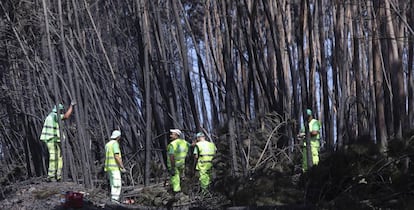 Funcionários municipais cortam árvores carbonizadas entre Avelar e Pedrógão Grande.