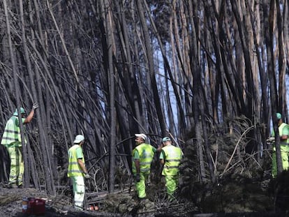 Funcionários municipais cortam árvores carbonizadas entre Avelar e Pedrógão Grande.