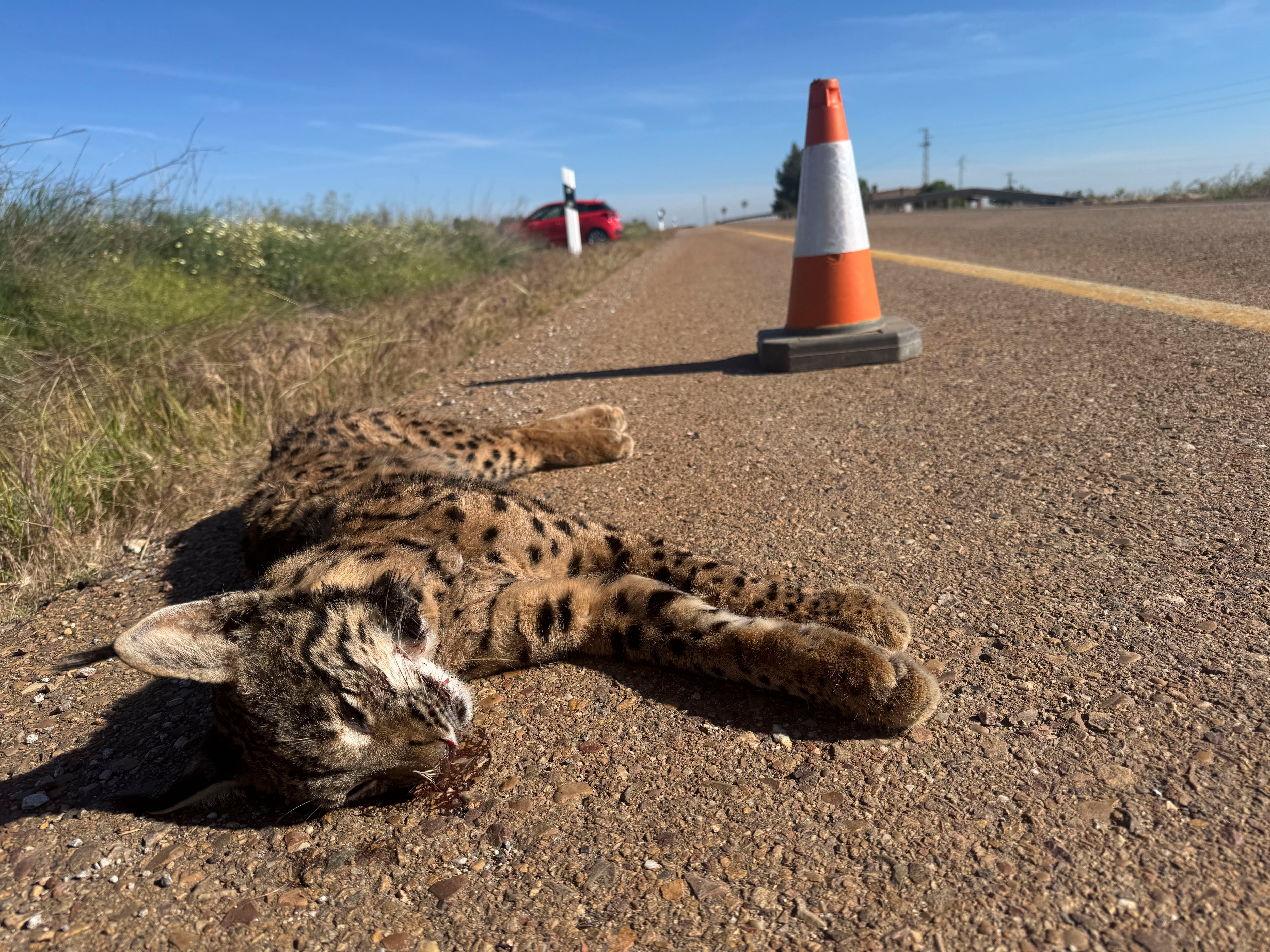 Más de 200 linces atropellados en un año lastran su recuperación, aunque la población alcanza ya los 2.663 ejemplares