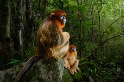 Una pareja de monos de color dorado y nariz chata en el bosque templado de las montañas de Qinling (China), el único hábitat de estos primates en peligro de extinción.