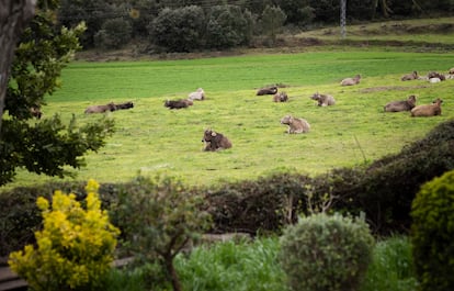 El prado donde campan las vacas de Els Casals, que no están estabuladas.