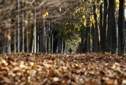 Una mujer pasa por un parque lleno de hojas, en Milán (Italia).