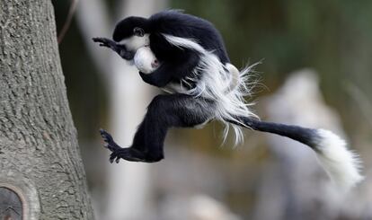 Un mono guereza salta con una cría recién nacida en el Zoo de Praga (República Checa), el 5 de abril de 2018.