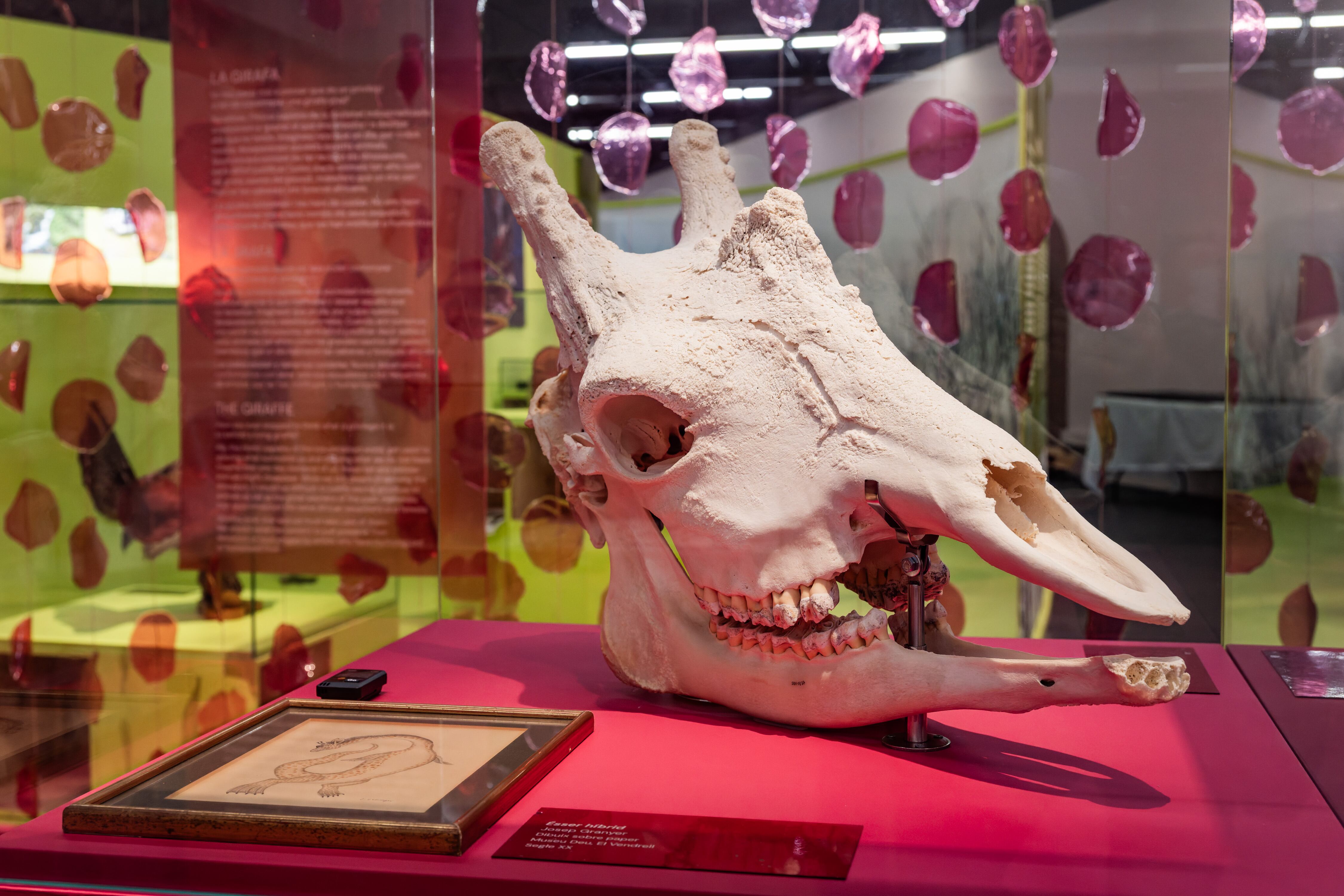 Cráneo de jirafa en la exposición.