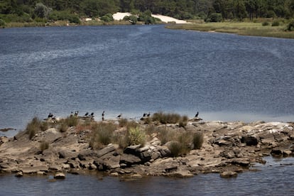 Aves en un islote en el arroyo Pando.