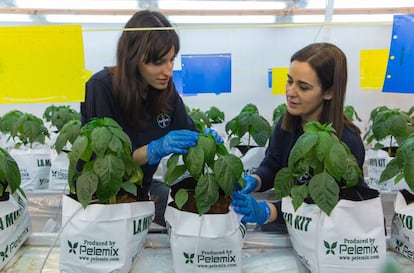 Fitotrones de Bayer en Almería.