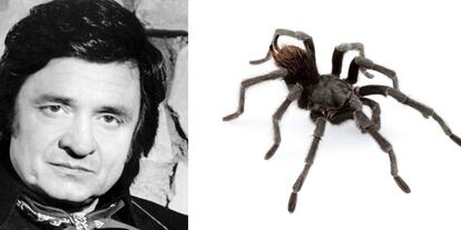 Johnny Cash y la especie denominada Aphonopelma johnnycashi.