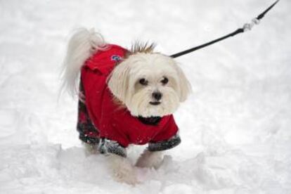Un perro en la nieve, este jueves en Nueva York.