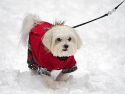 Un perro en la nieve, este jueves en Nueva York.