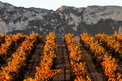 Viñedos en la DOCa Rioja. Al fondo, la Sierra de Cantabria, que los resguarda desde hace siglos y determina la evolución de los vinos.