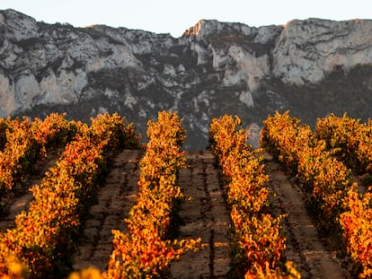 Viñedos en la DOCa Rioja. Al fondo, la Sierra de Cantabria, que los resguarda desde hace siglos y determina la evolución de los vinos.